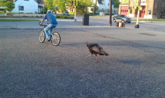turkeybike